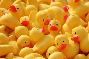 floating ducks