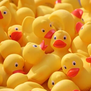 floating ducks